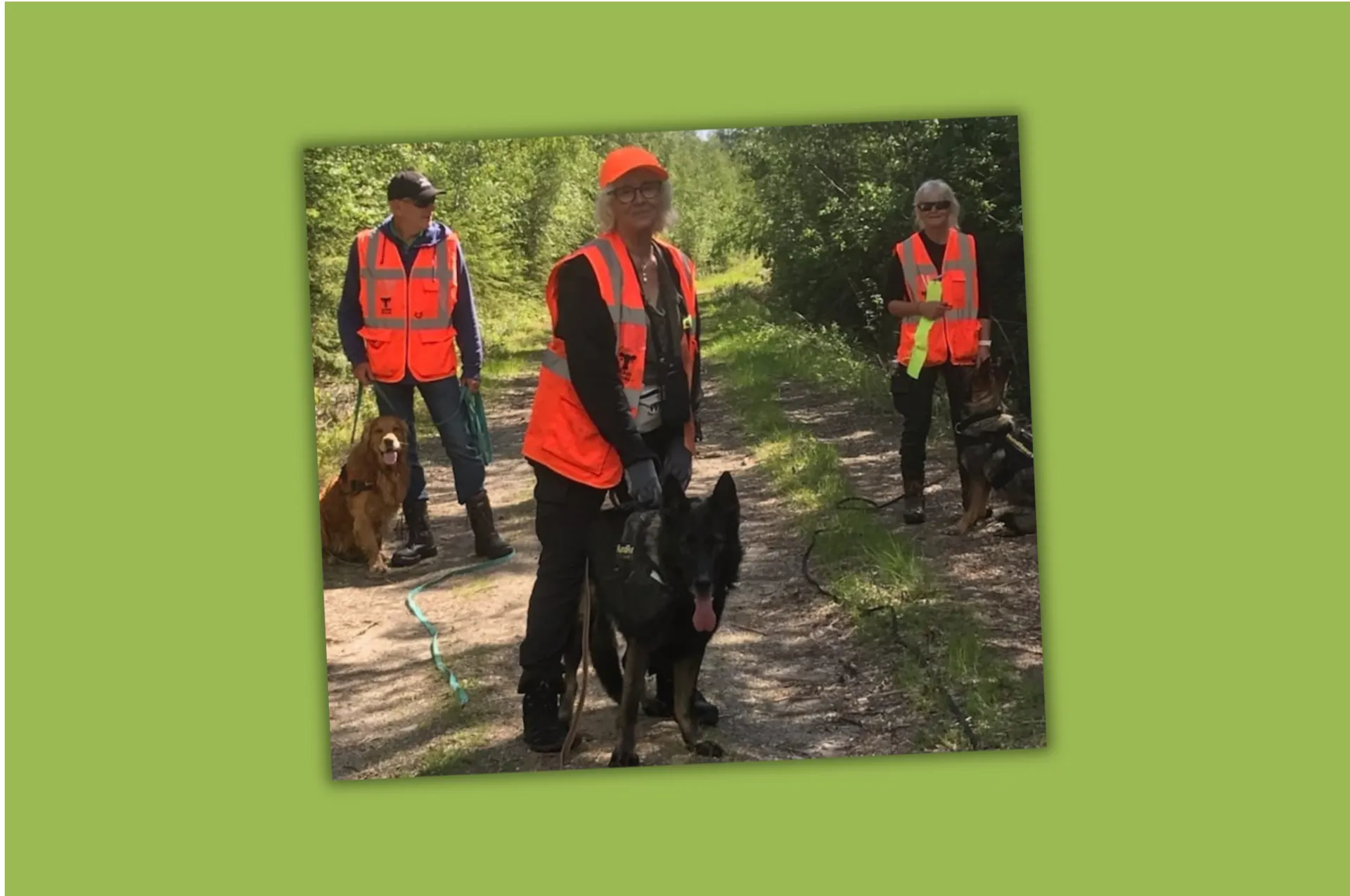 Tre personer i orangea reflexvästar på en skogsstig med tre hundar, inklusive en svart schäfer och en brun hund